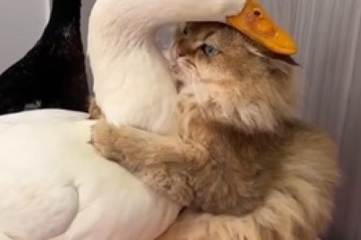 Feathered Frenemies: Goose, Duck, and Cat Hilarity!