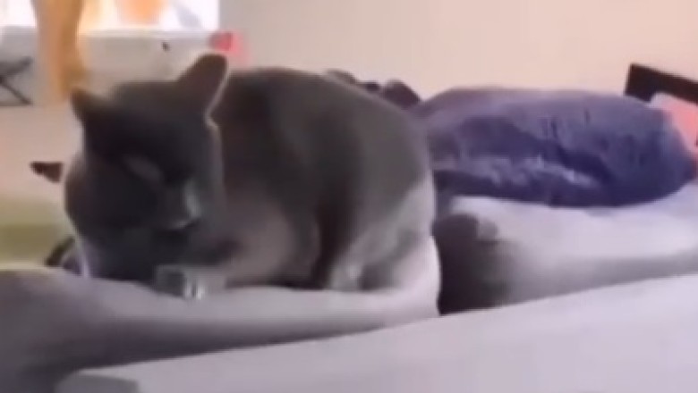 Hilarious Pet Antics: A Parade of Paws and Claws!