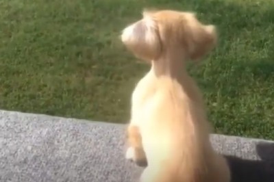 Loyal Pup's Patience: A Heartwarming Wait for Their Beloved Owner!