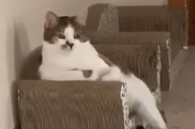 Sassy Cat: Sitting on the Sofa Like a Boss!