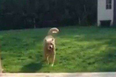 Tiny Dog's Big Joy: Watch His Delight at Playtime!