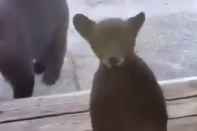 Bear-y New Digs: Papa Bear and Cub's House Hunt Adventure!