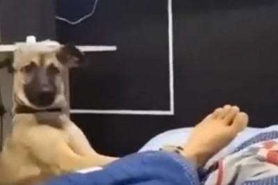 Paws for Alarm: When You Forget to Set the Clock and Your Dog Takes Charge!