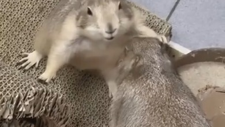 Adorable Marmot Apologizes to Its Friend!  Cutest Sincere Moment Ever!