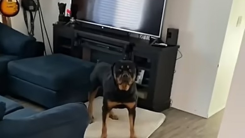 Chill Rottweiler: Serenity in Fur Form!