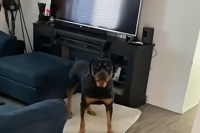 Chill Rottweiler: Serenity in Fur Form!