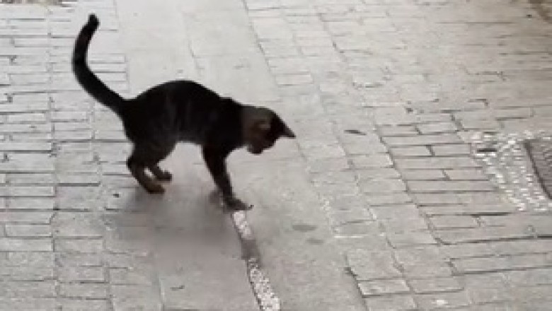 Clever Cat Changes Water Course! 🐾💧 You Won't Believe This!