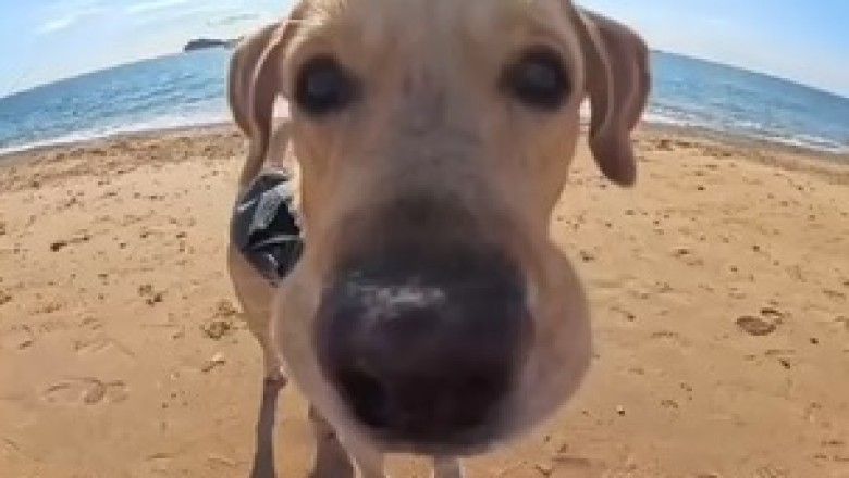 Dog Walks Right Into the Frame! 🐶📸 You Have to See This!