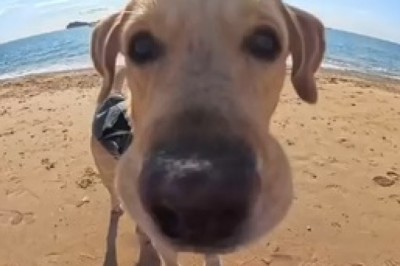 Dog Walks Right Into the Frame! 🐶📸 You Have to See This!