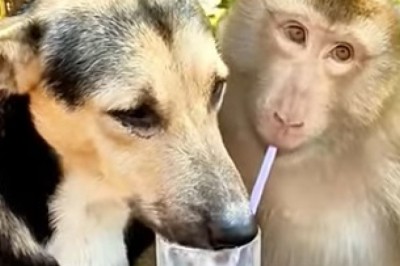 Hilarious Duo: Dog and Monkey's Wild Night Out!