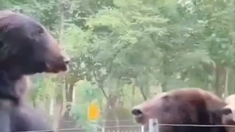 Hungry Bear Stumbles Upon a Picnic!  You Won't Believe What Happens Next!