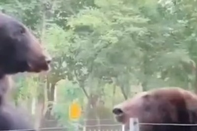 Hungry Bear Stumbles Upon a Picnic!  You Won't Believe What Happens Next!