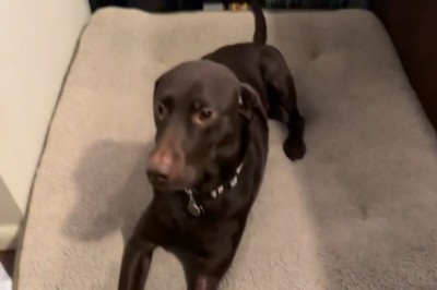 Life of Luxury: Inside a Dog's Dream House!