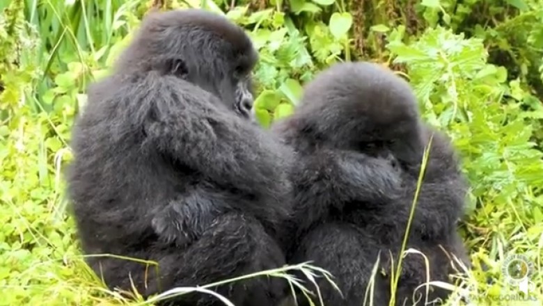 Nature's Nap Time: Watch This Gorilla Take the Ultimate Snooze!
