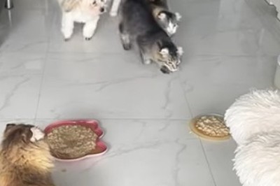 Paws, Claws, and Laughs: Epic Pet Antics!