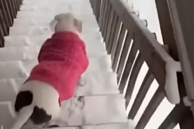 Pawsome Shenanigans! Pets Being Absolute Goofballs