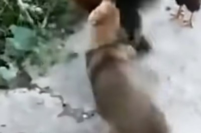 Animal Antics: The Ultimate Funny Pet Fails!