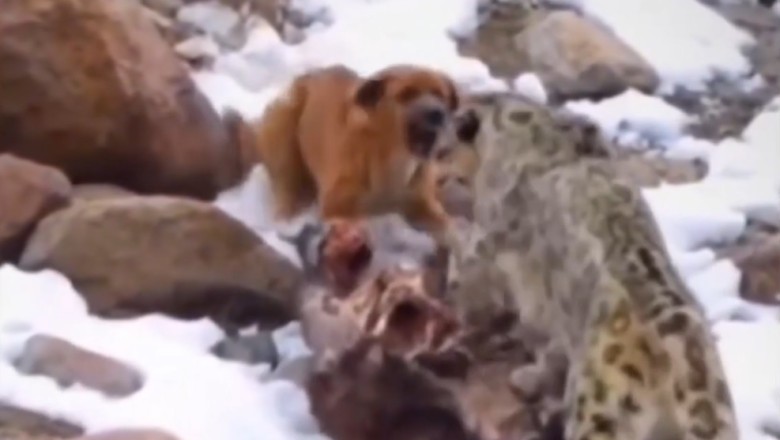 Epic Showdown: Dog vs. Tiger in the Wild! 🐶 vs. 🐅 | You Won’t Believe What Happens Next!