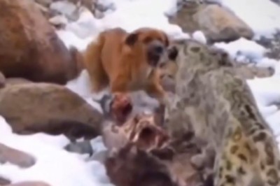 Epic Showdown: Dog vs. Tiger in the Wild! 🐶 vs. 🐅 | You Won’t Believe What Happens Next!