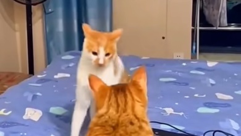 Hilarious Pet Shenanigans: You Won't Believe What They Did!