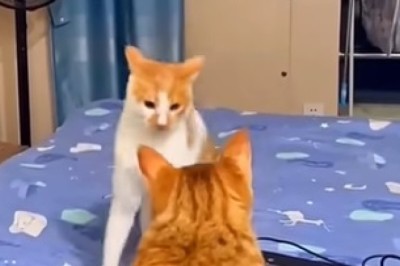 Hilarious Pet Shenanigans: You Won't Believe What They Did!