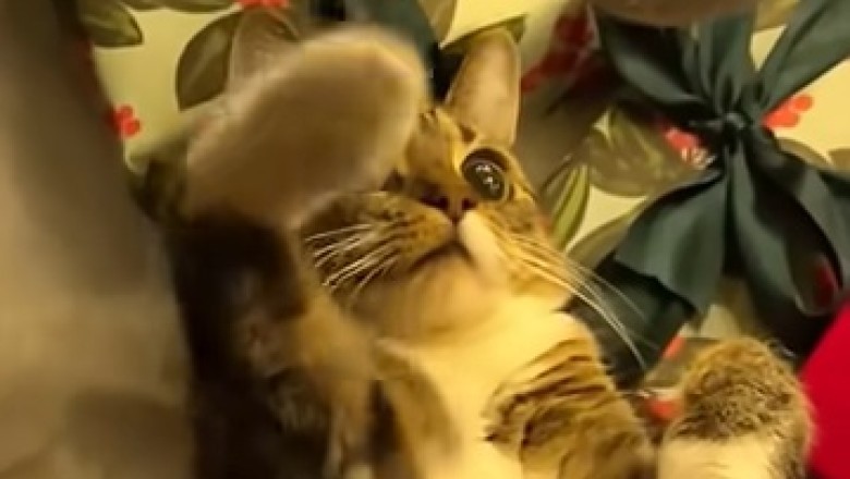 Laugh Attack: Pets Unleashed and Out of Control!