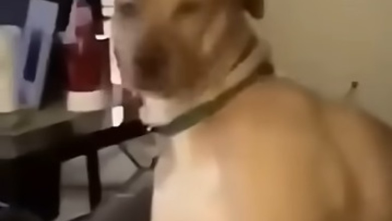 Paws and Claws Comedy Hour: Pets Gone Wild!