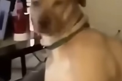 Paws and Claws Comedy Hour: Pets Gone Wild!