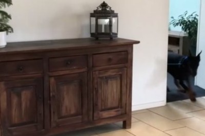 Dizzy Doberman Spins into Hilarity: The Ultimate Pet Comedy!