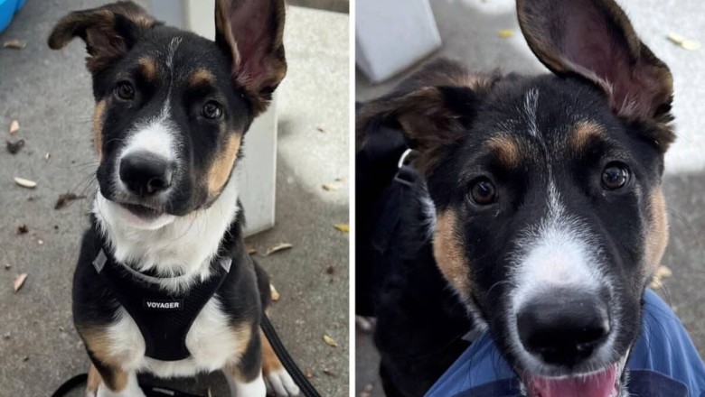 Meet Tidus: The Adorable Puppy Ready to Transform Your Life!