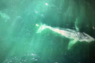 Dramatic Rescue: Humpback Whale Tangled in Rope with Shark in Pursuit Caught on Camera