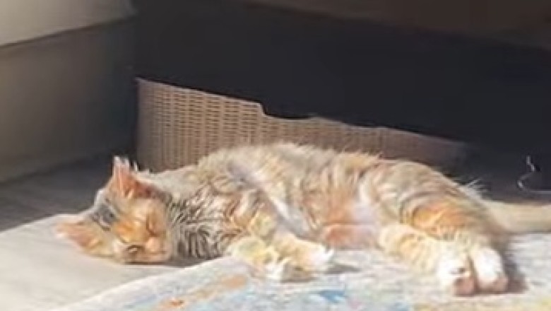 Cats vs. Gravity: Hilarious Feline Fails That Will Make You Laugh Out Loud!