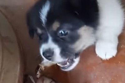 Epic Pet Fails: The Ultimate Compilation of Funny Furballs!