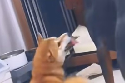 Hilarious Pet Antics: The Ultimate Compilation of Furry Funnies!