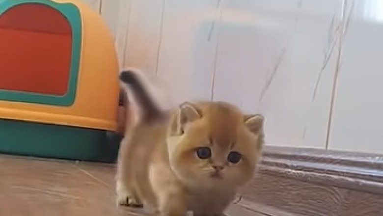Kittens Gone Wild: Adorable Shenanigans That Will Melt Your Heart!