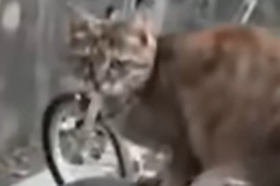 Paws of Laughter: The Funniest Pet Fails You Can't Miss!