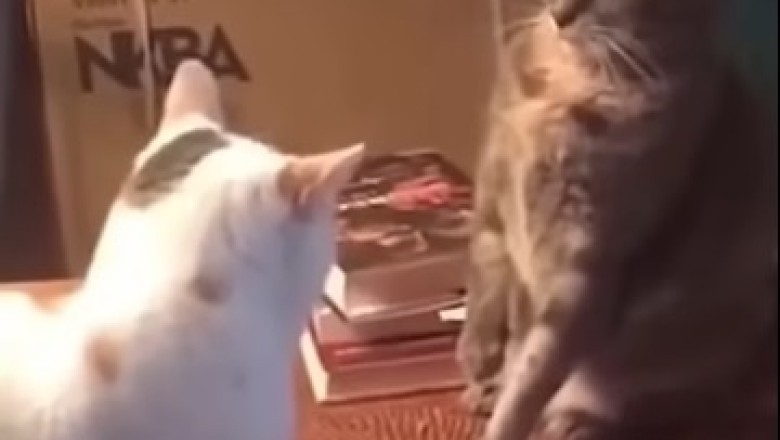 Pawsitively Hilarious: Pets Caught Being Their Goofy Selves!