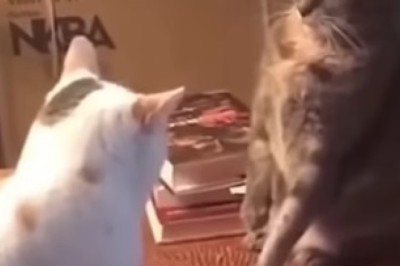 Pawsitively Hilarious: Pets Caught Being Their Goofy Selves!