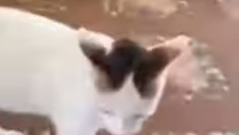 Pet Comedy Club: The Furry Stand-Up Performers You Didn’t Know You Needed!