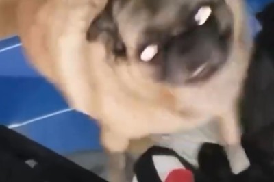 Disco Dog: The Canine Dance Sensation!