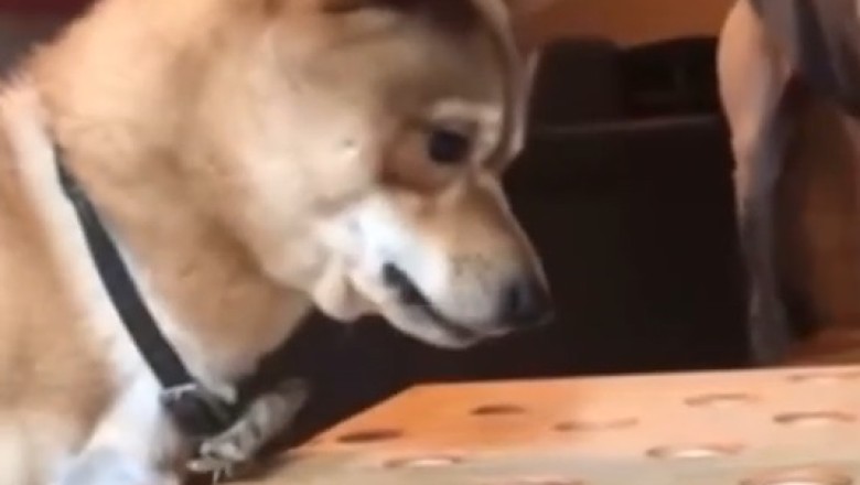 Dog's EPIC Snack Attack!