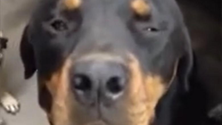 Doggo Bliss: The Ultimate Head Massage