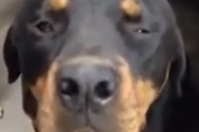 Doggo Bliss: The Ultimate Head Massage