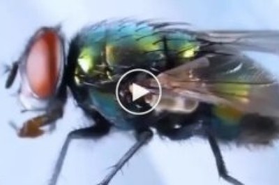 Fly-Tastic Fail: When Cleanliness Costs an Insect Its Head!