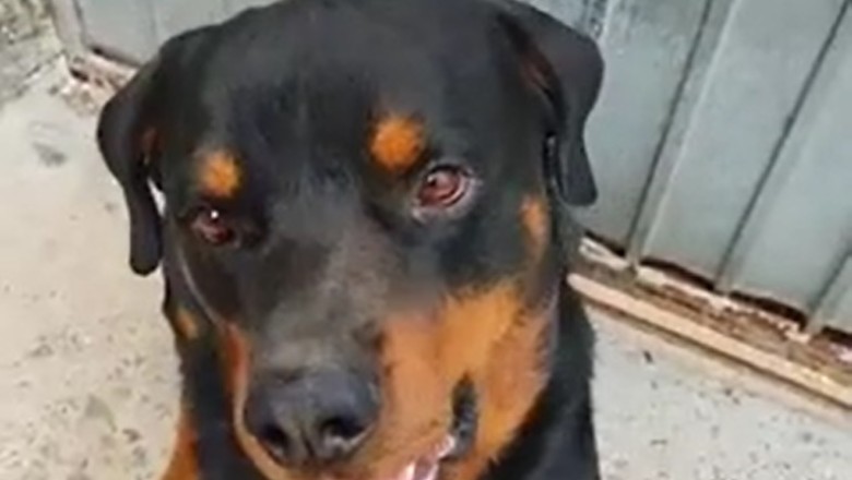 Paws of Fury: The Warrior Dog Unleashed!