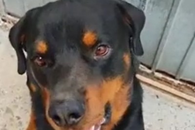 Paws of Fury: The Warrior Dog Unleashed!