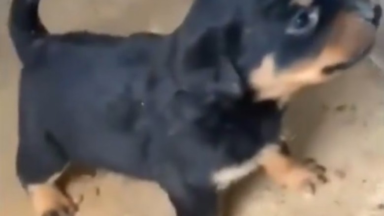 Tiny but Mighty: The Fiercest Puppy Growl Ever!