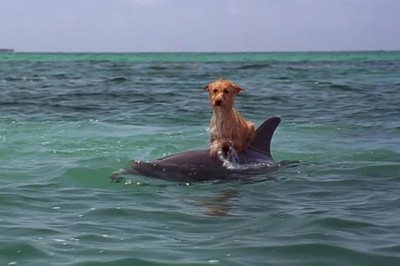 Unbelievable Rescue: Dog Surfing on Dolphin Sparks Heart-Pounding Race Against Time!