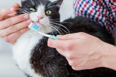 Unlock the Secret to Perfect Feline. Dental Health: Expert Tips Every Cat Owner Needs to Know