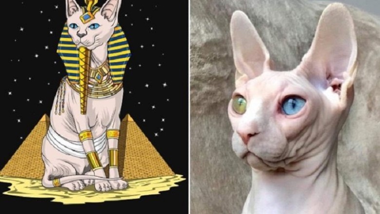 Unveiling the Mystique: The Surprising Truth Behind Sphynx Cats' Origins!